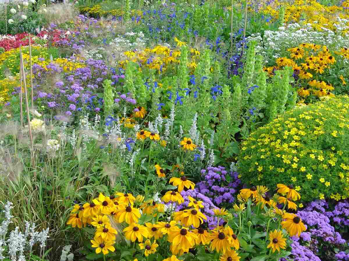 使用有机肥料种植的不同颜色的花朵