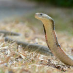 世界上最毒的8种蛇