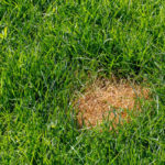 如何清除草坪上的炭疽病