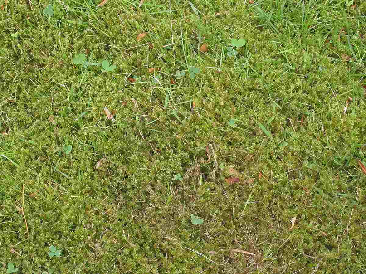 草坪上的苔藓