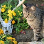 12种方法让花园对猫友好