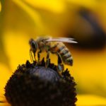 帮助拯救蜜蜂的7种方法