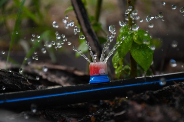 滴灌。这张照片显示的是一个凸起的床上的灌溉系统。蓝莓丛在滴灌的情况下从凋落物中发芽