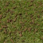 When to Aerate Lawns in Texas